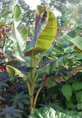 Obr�zok (4)