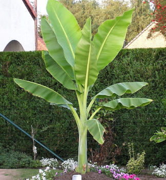 Mrazuvzdorn� ban�novn�k , 20-30 cm, kont. 1 l