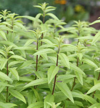 Alojzia (verbena) citr�nov�, kont. 1,5 l