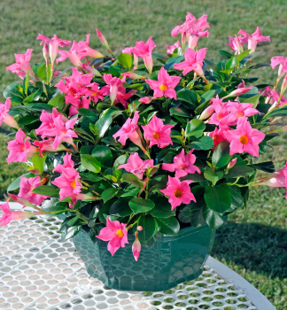 Mandevilla hybridn� �JADE PINK�, kont. 1 l