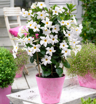 Mandevilla hybridn� �JADE WHITE�, kont. 1 l