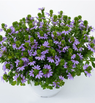 Vej�rovka �VENTIA BLUE�, kont. 0,5 l