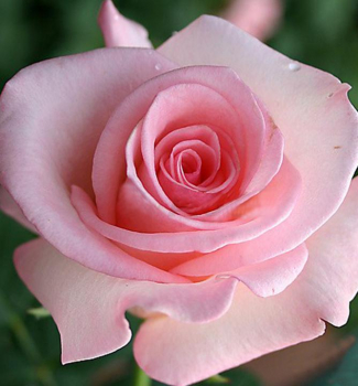 Ruža veľkokvetá kríková ´FLAMINGO´, 15-20 cm, zemný bal