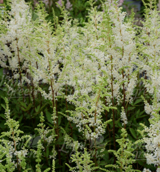 Obr�zok (7)