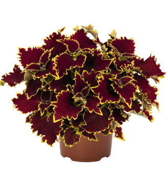 Koleus (africk� p�h�ava) STAINED GLASSWORKS �CROWN JEWEL�, kont. 0,5 l