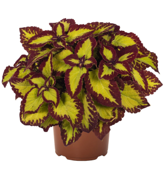 Koleus (africk� p�h�ava) �VELVET�, kont. 0,5 l