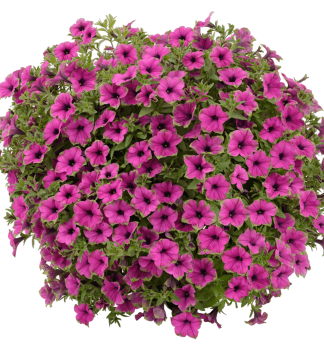 Pet�nia previsnut� �CASCADIAS� PITAYA�, kont. 0,5 l