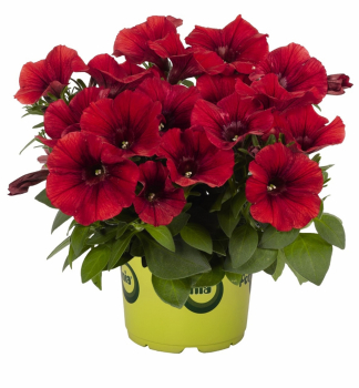 Pet�nia poloprevisnut� �POTUNIA� RED�, kont. 0,5 l
