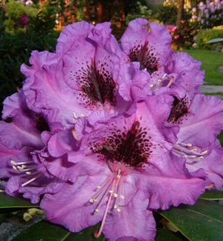 Rododendron hybridný ´AZURRO´ 40-50 cm, kont. 5 l
