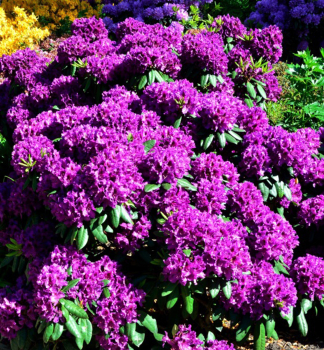 Rododendron hybridn� �AZURRO� 15-20 cm, kont. 1,3 l