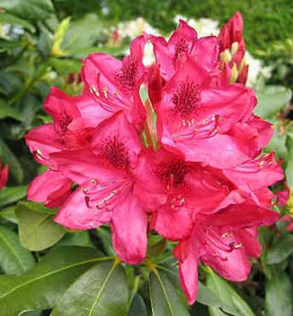Rhododendron hybridum ´NOVA ZEMBLA´ detail kvetov