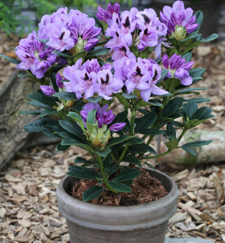 Rododendron hybridný ´BLUE JAY´ 20-30 cm, kont. 1,5 l