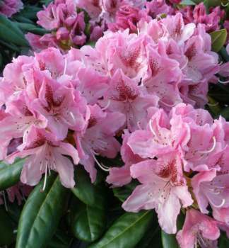 Rododendron hybridný ´COSMOPOLITAN´ 40-50 cm, kont. 5 l