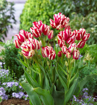 Tulipán ´FLAMING CLUB´ 5 ks v balení