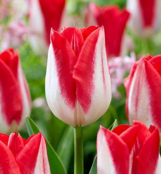 Tulipán ´KISSABLE´ 5 ks v balení
