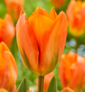 Tulipán ´ORANGE EMPEROR´ 5 ks v balení