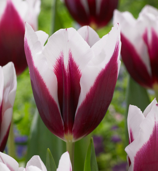 Tulipán ´SPITSBERGEN´ 5 ks v balení