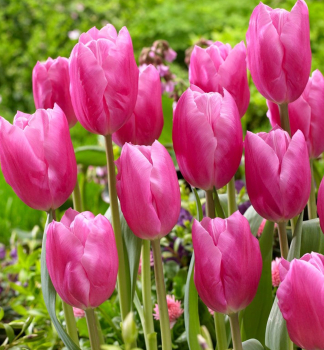 Tulipán ´JUMBO PINK´ 5 ks v balení
