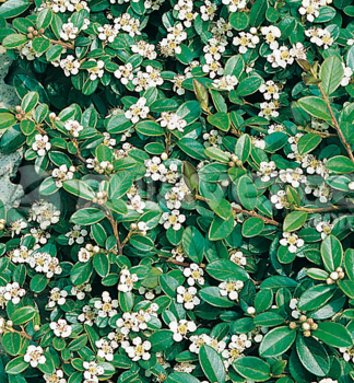 Cotoneaster dammeri ´SKOGHOLM´ obdobie kvitnutia