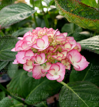 Obr�zok (7)