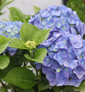 Hortenzia kalinolist BELA 20-30 cm, kont. 2,5 l