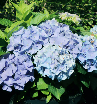 Hortenzia kalinolistá ´EVERBLOOM BLUE WONDER´ 30-40 cm, kont. 5 l
