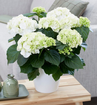 Hortenzia kalinolist SCHNEEBALL 20-30 cm, kont. 2,5 l