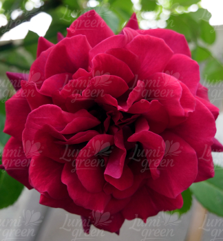 Obr�zok (5)