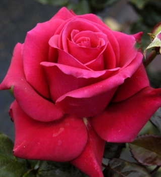 Ruža veľkokvetá kríková ´CHERRY LADY®´ * Kordes 2012, 30-40 cm, kont. 2 l