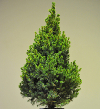 Picea glauca ´CONICA´ v nádobe