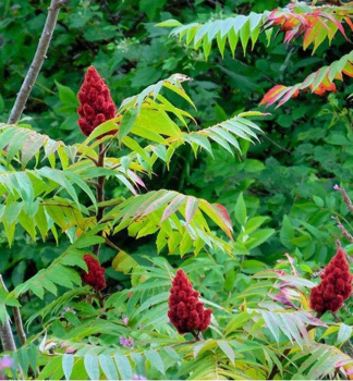 Sumach hladk�, 50-60 cm, kont. 5 l