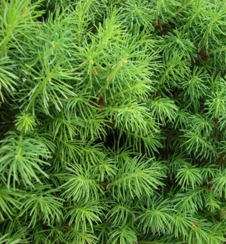 Picea glauca ´CONICA´ jemné ihličie