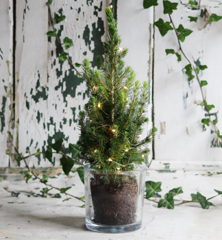 Smrek biely �DAISY�S WHITE� 40-50 cm, kont. 2,5 l