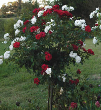 Ruža stromčeková ´MILDRED+VIRGO´ na kmienku 110 cm, kont. 5 l