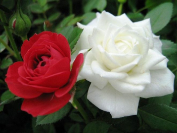 Ruža stromčeková ´SATCHMO+WHITE CRYSTAL´ na kmienku 110 cm, kont. 7,5 l