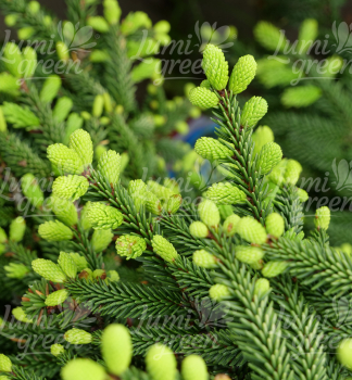 Obr�zok (5)