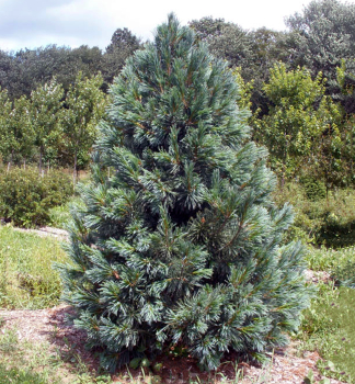 Borovica ohybn� �VANDERWOLFS PYRAMID� 30-40 cm, kont. 7,5 l