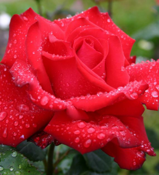 Ruža veľkokvetá kríková ´GRANDE AMORE®´ ** ADR, Kordes 2004, 40-50 cm, kont. 2 l