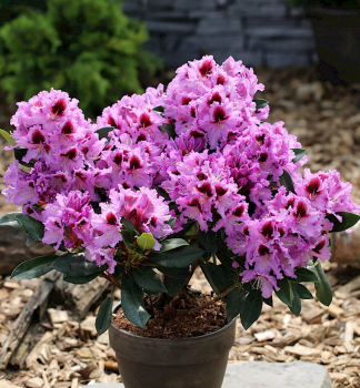 Rododendron �METALLICA� 20-30 cm, kont. 2 l