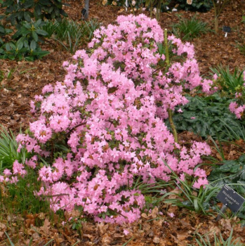 Rododendron ´PINTAIL´ 40-50 cm, kont. 2 l