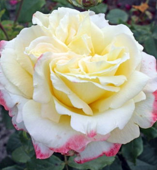Ruža kríková veľkokvetá ´ATHENA®´ * Kordes 2014,  kont. 2 l