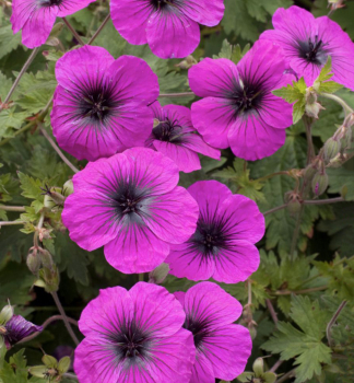 Pakost hybridn� �DRAGON HEART� kont. 0,5 l