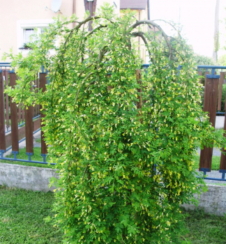 Karagana stromovitá ´PENDULA´ na kmienku 120 cm, zemný bal v kont. 10 l
