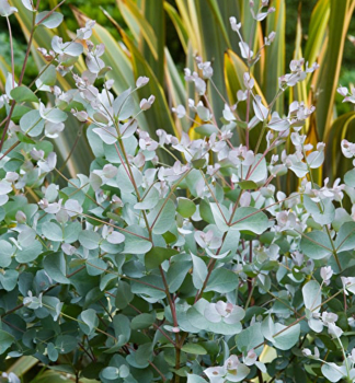 Eukalyptus Gunnov, 20-30 cm, kont. 1,5 l