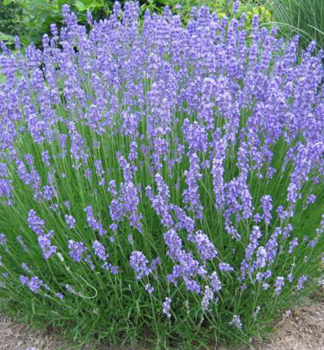 Levandua prostredn DUTCH, kont. 1 l