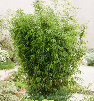Bambus lesklý ´VOLCANO´ 60-70 cm, kont. 2,5 l