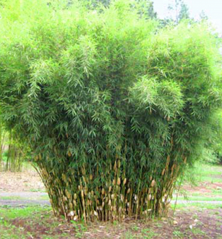 Bambus/ Fargesia robusta ´PINGWU´ 15-20 cm, kont. 1,5 l 