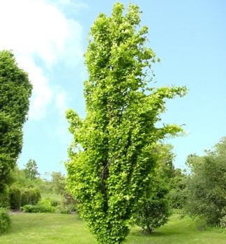 Buk lesný ´DAWYCK GOLD´ 160-170 cm, kont. 15 l