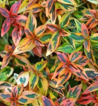 Ab�lia ve�kokvet� �KALEIDOSCOPE� 20-30 cm, kont. 2 l