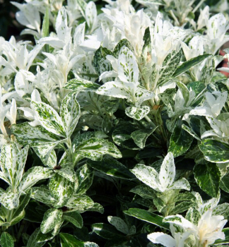 Br�len japonsk� �PIERROLINO� 20-30 cm, kont. 3 l